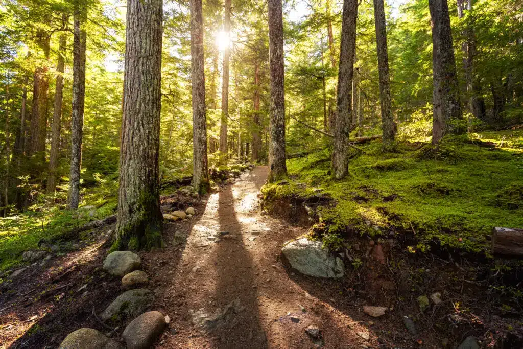 Ein sonnendurchfluteter Waldweg mit weichem Moos – Symbol für persönliche Entwicklung und Aufbruch auf Deiner inneren Reise.